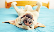 Dogs Curcumin Antioxidant Eliminates Joint Pain Inflammation 120 Chew,29.99, Groupon,